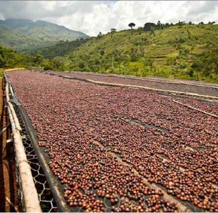 Ethiopian_Coffee_Drying-blackdrumroasters